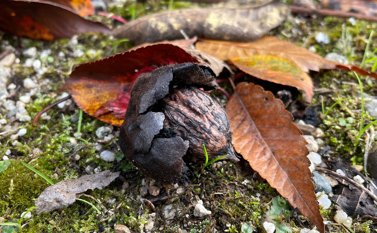 写真：木から落ちた11月上旬のオニグルミ