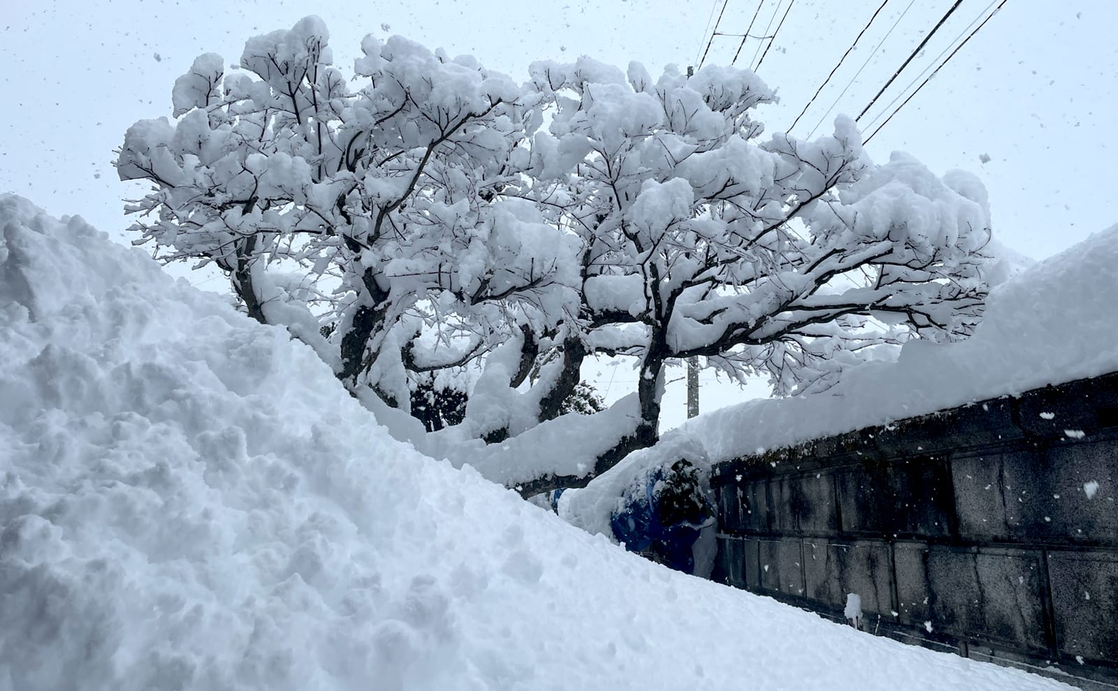 写真：雪に埋もれた庭