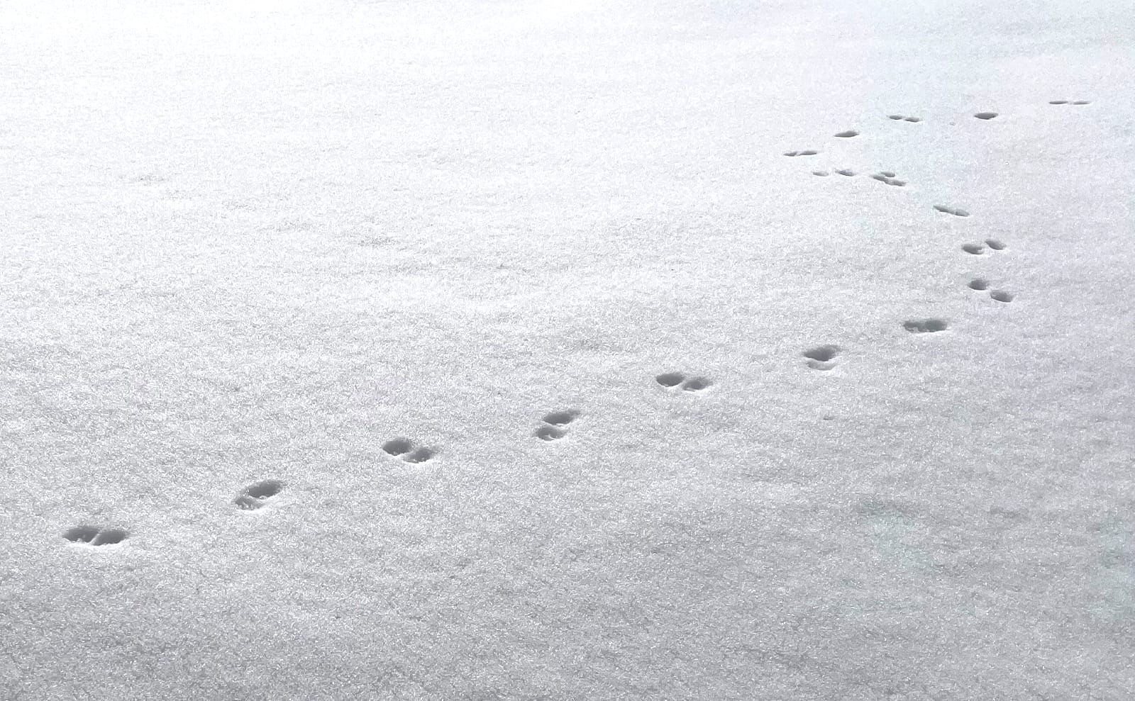 写真：雪上に残された野生動物の足跡