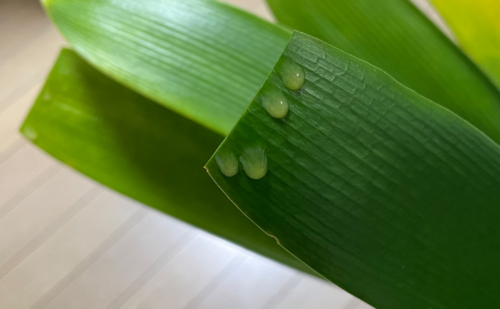 写真：クンシランの葉