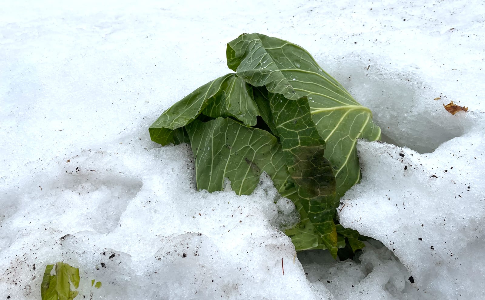 写真：姿を現した雪中キャベツ