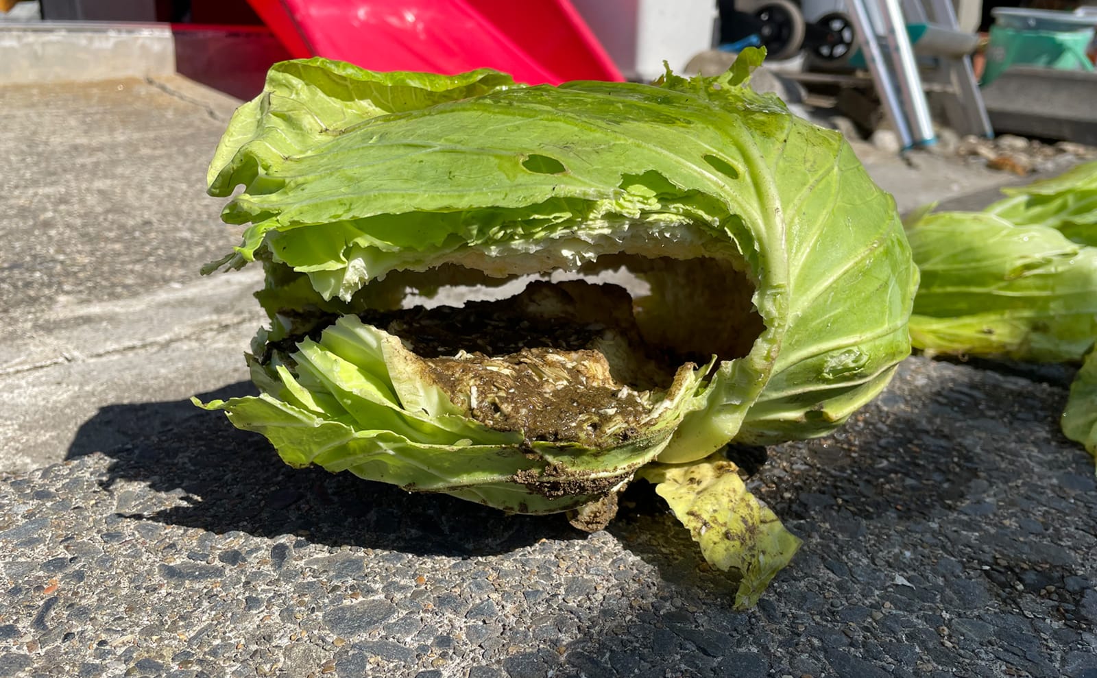 写真：ネズミに食べられたキャベツ02