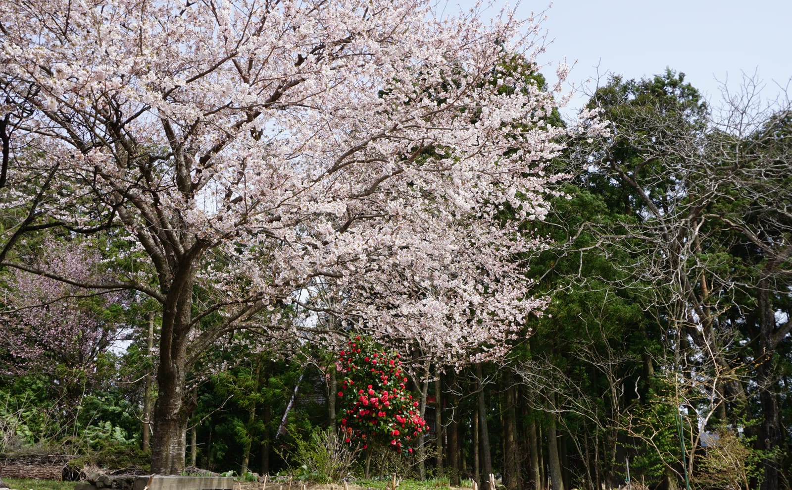 写真：サクラとツバキ