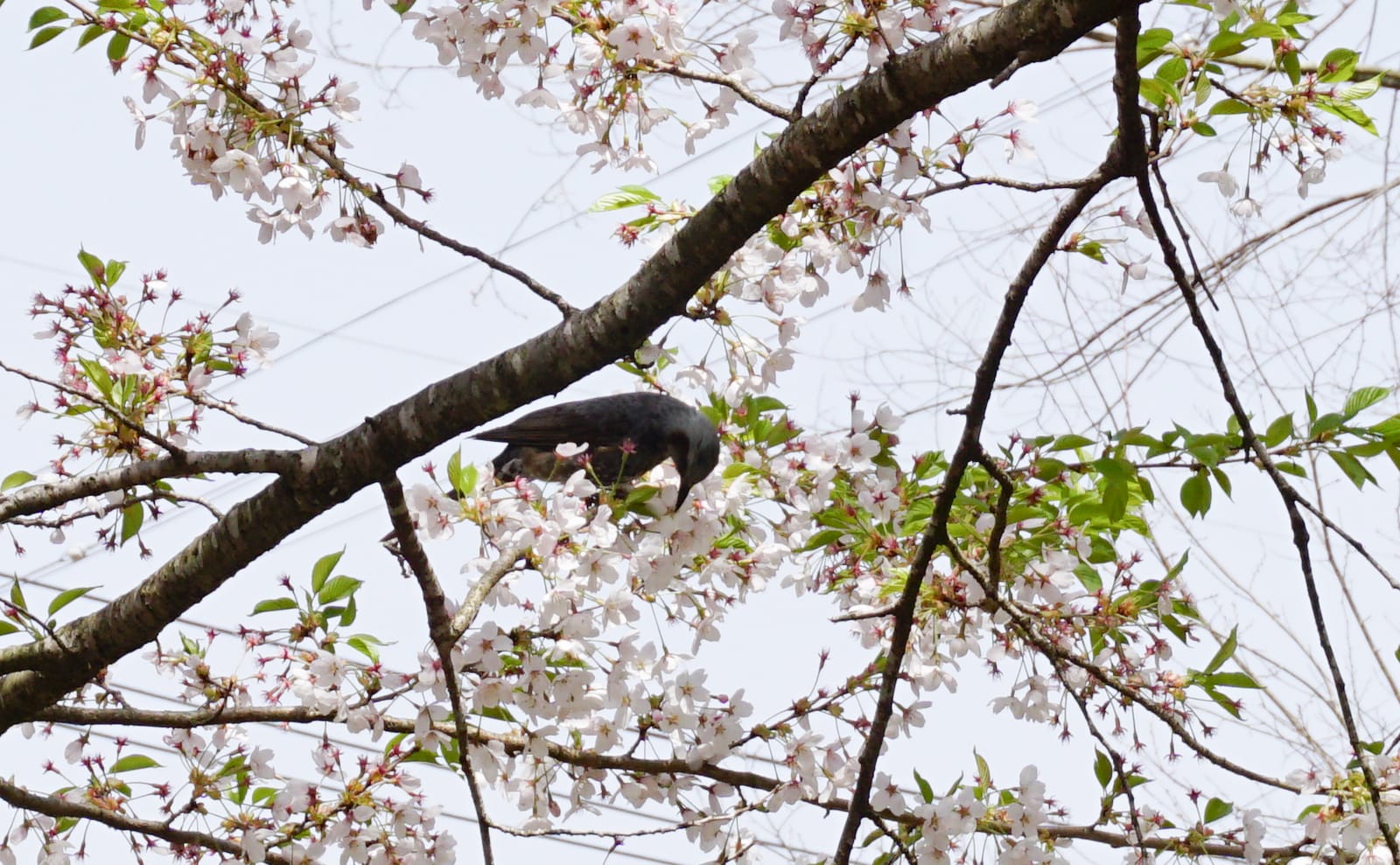 写真：桜の蜜を吸うヒヨドリ
