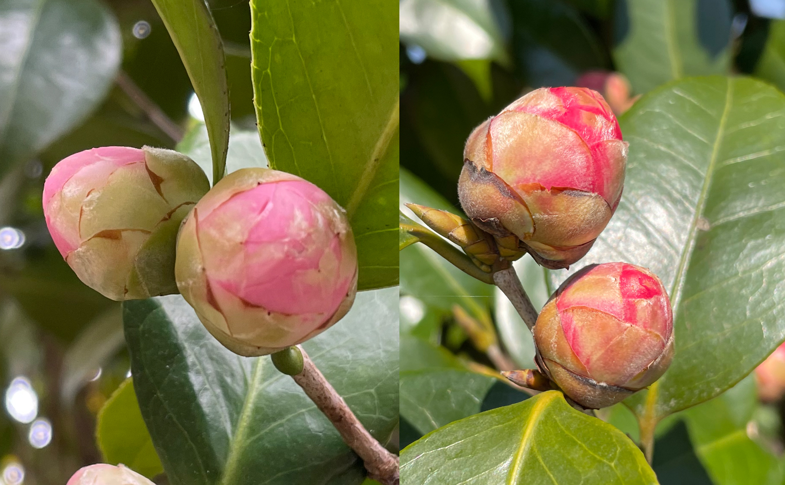 写真：ツバキの芽