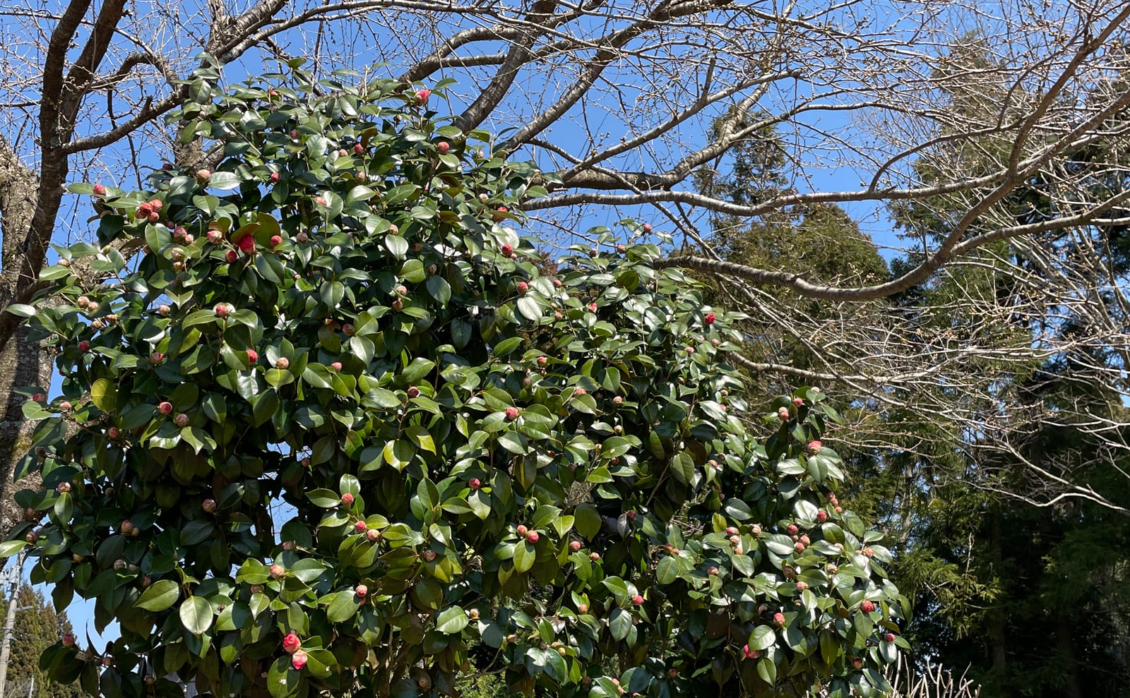 写真：開花前のツバキとサクラ