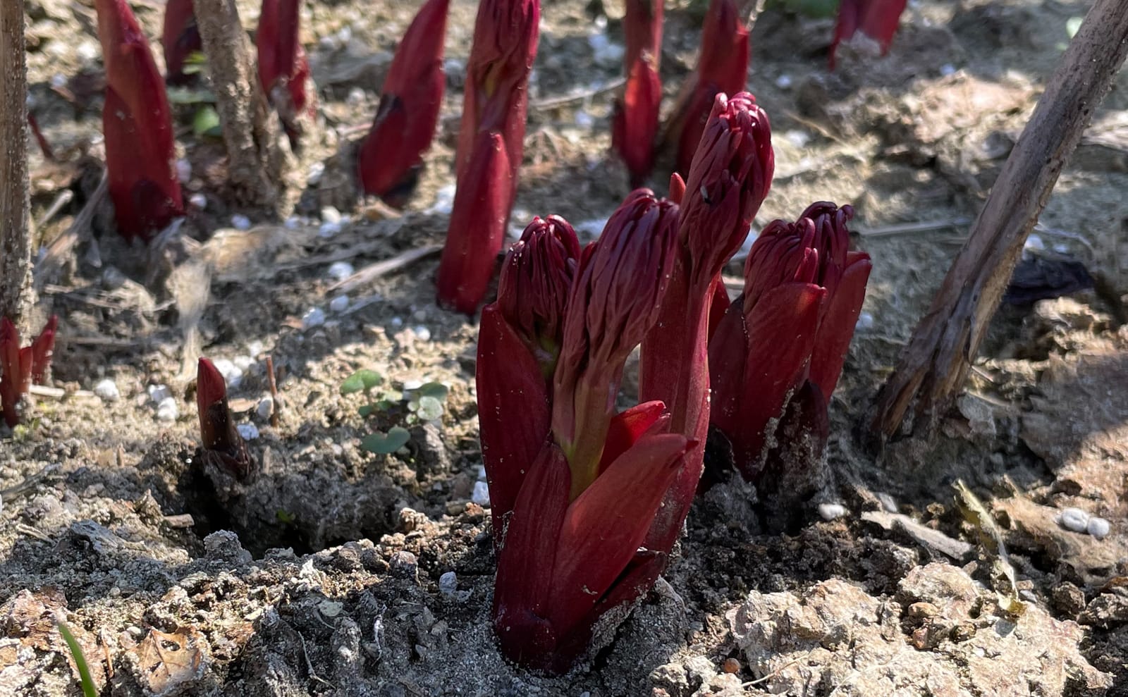 写真：シャクヤクの芽