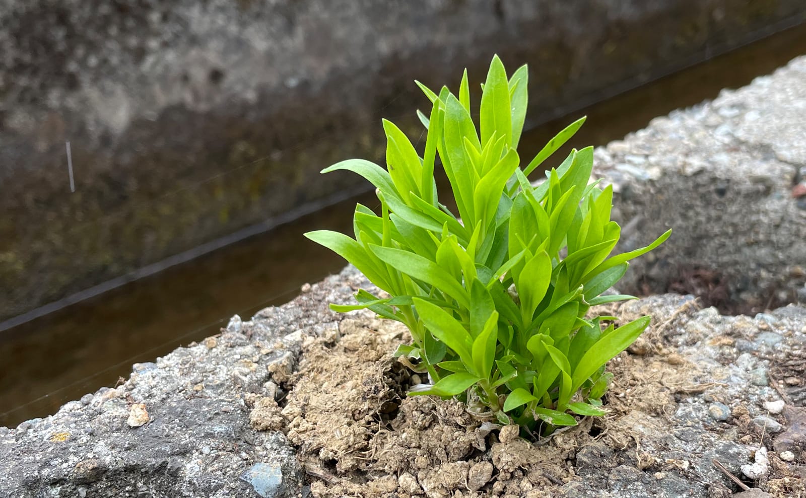 写真：植えられたナデシコの苗