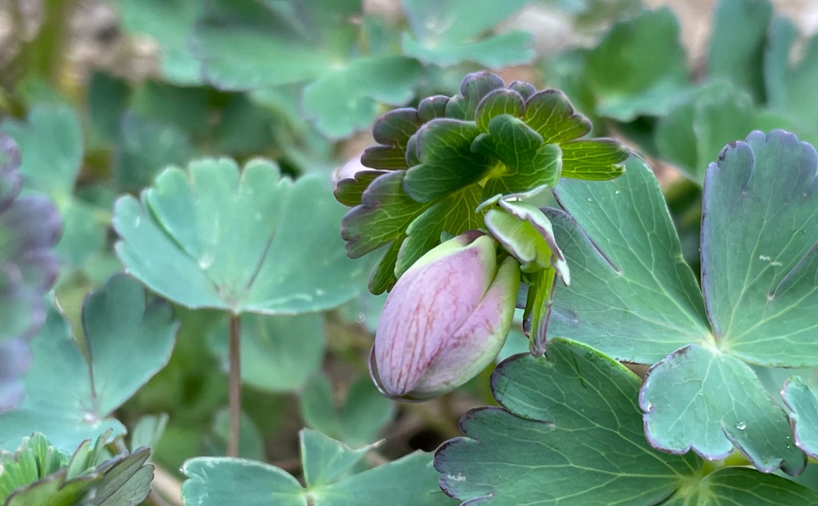 写真：ミヤマオダマキの蕾