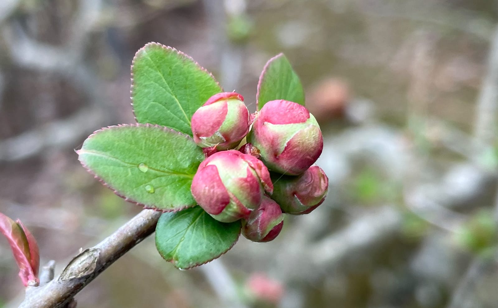 写真：ボケの蕾