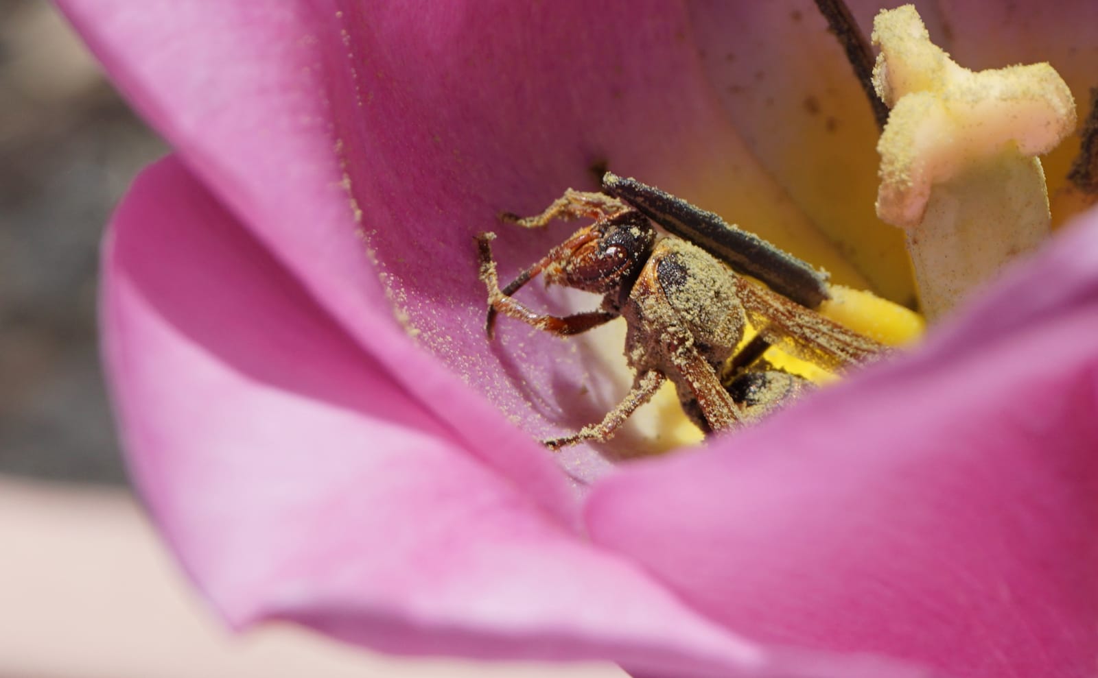 写真：花粉まみれの蜂