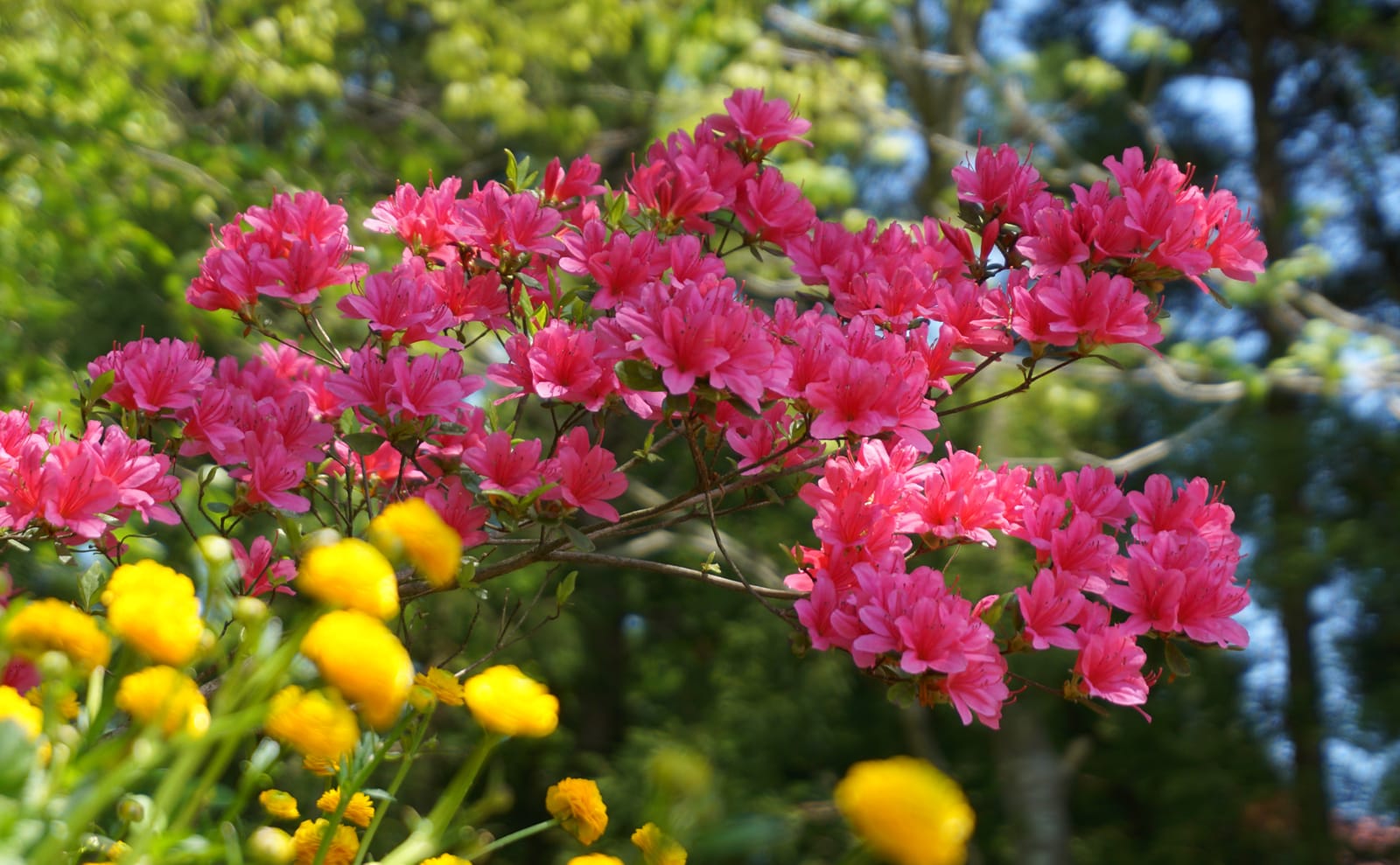 写真：青みがたった赤色のツツジ01