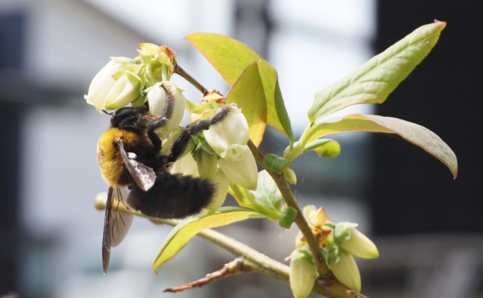 写真：ブルーベリーの花の蜜を吸うクマバチ01