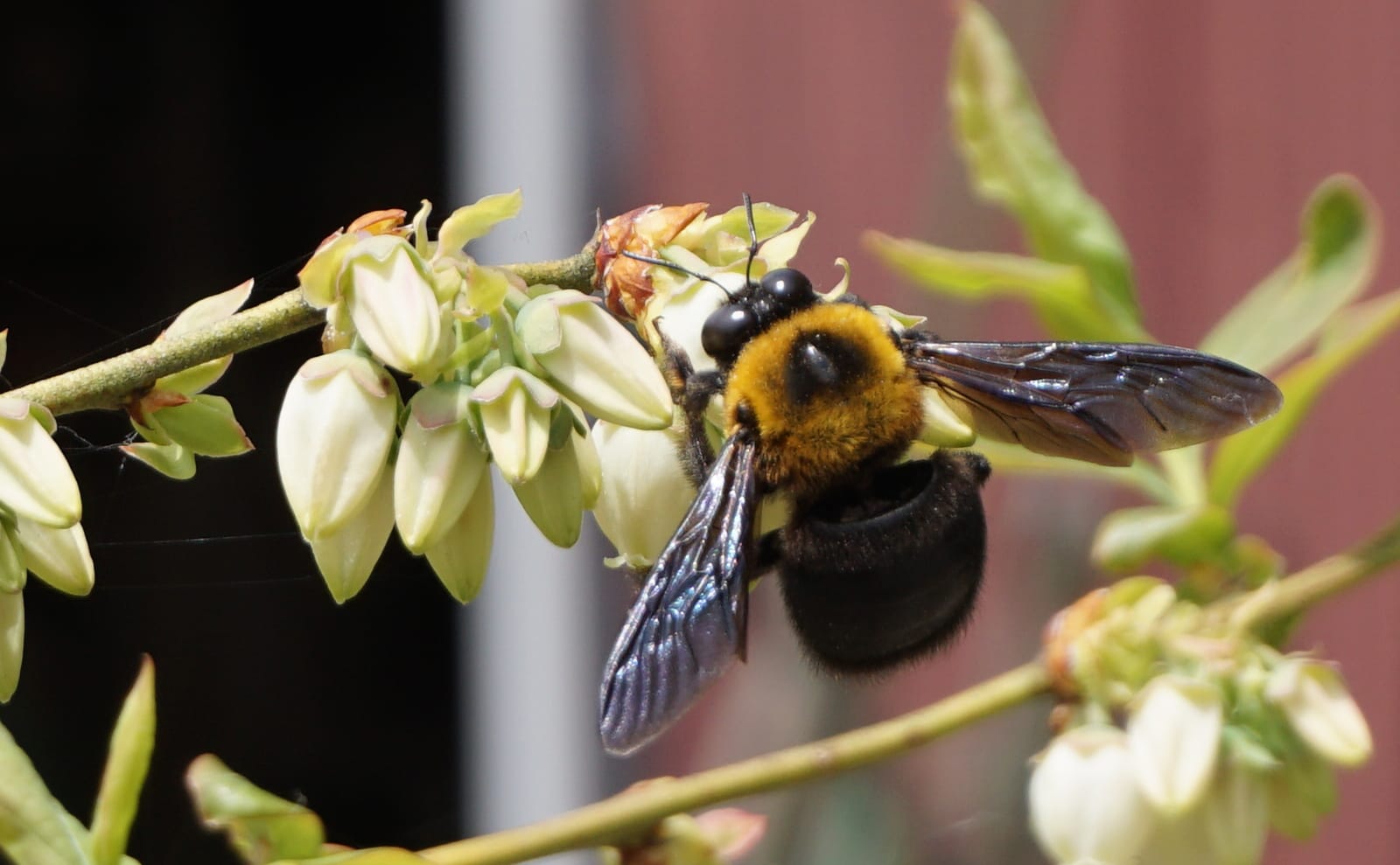 写真：ブルーベリーの花の蜜を吸うクマバチ02