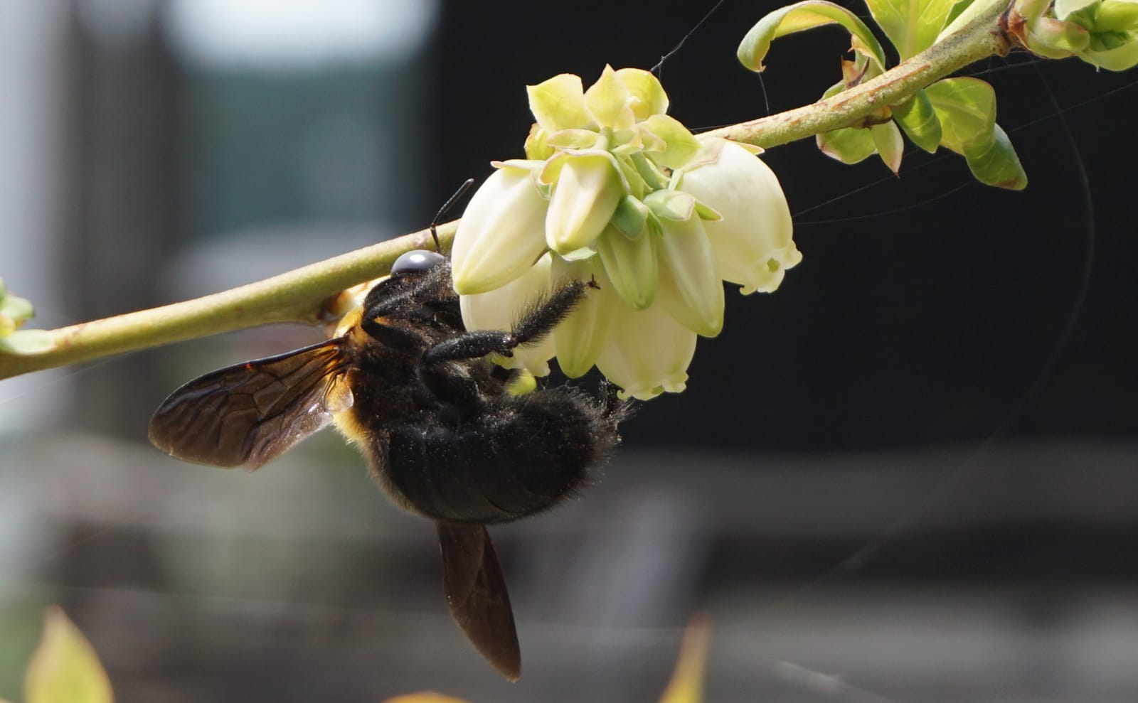 写真：ブルーベリーの花の蜜を吸うクマバチ03