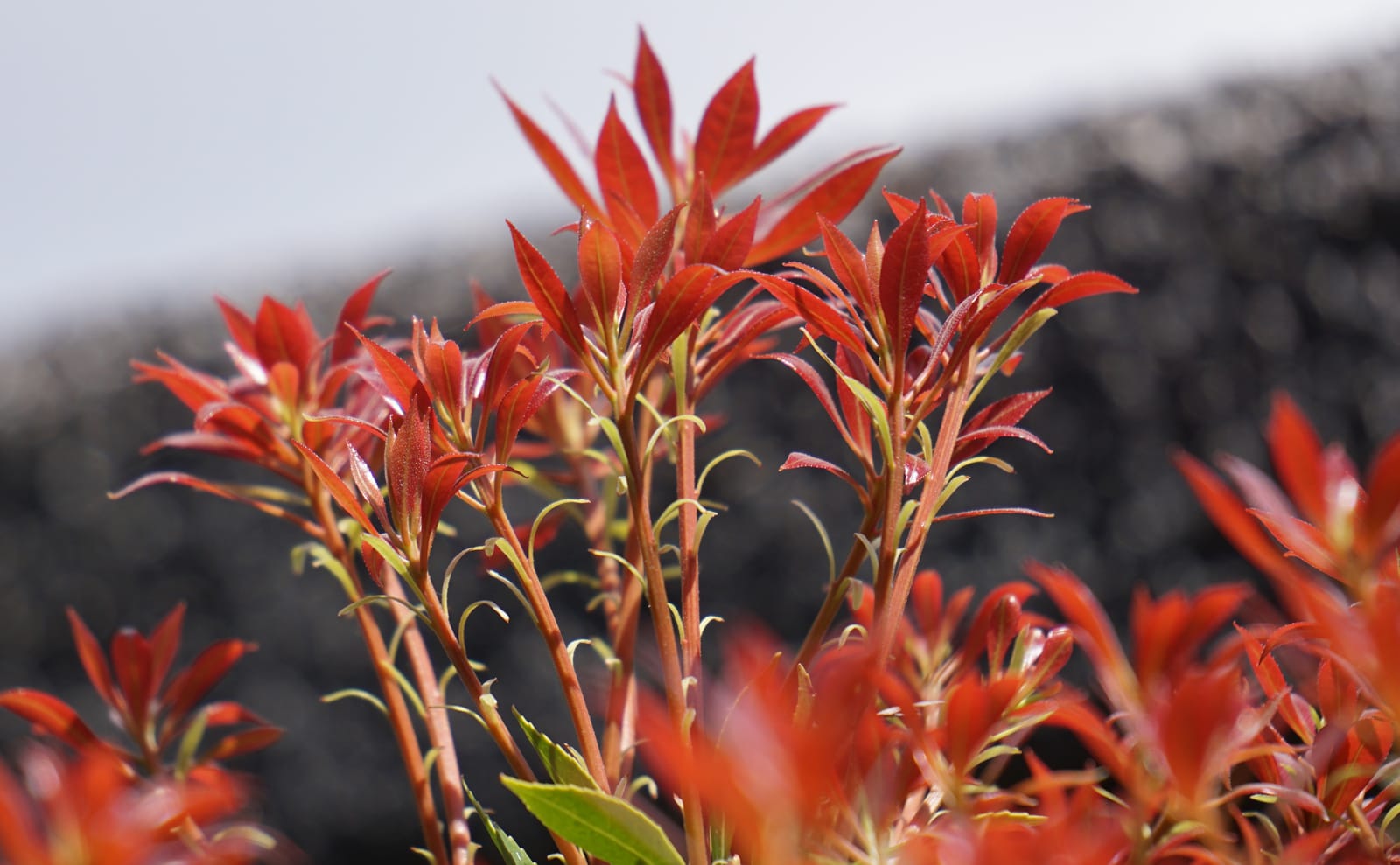 写真：アセビの新芽