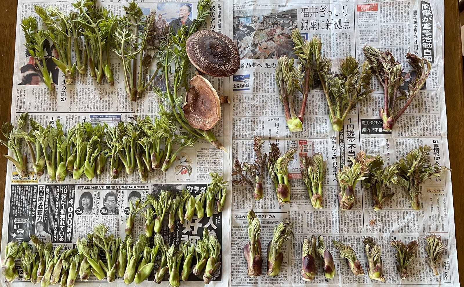 写真：タラの芽と椎茸