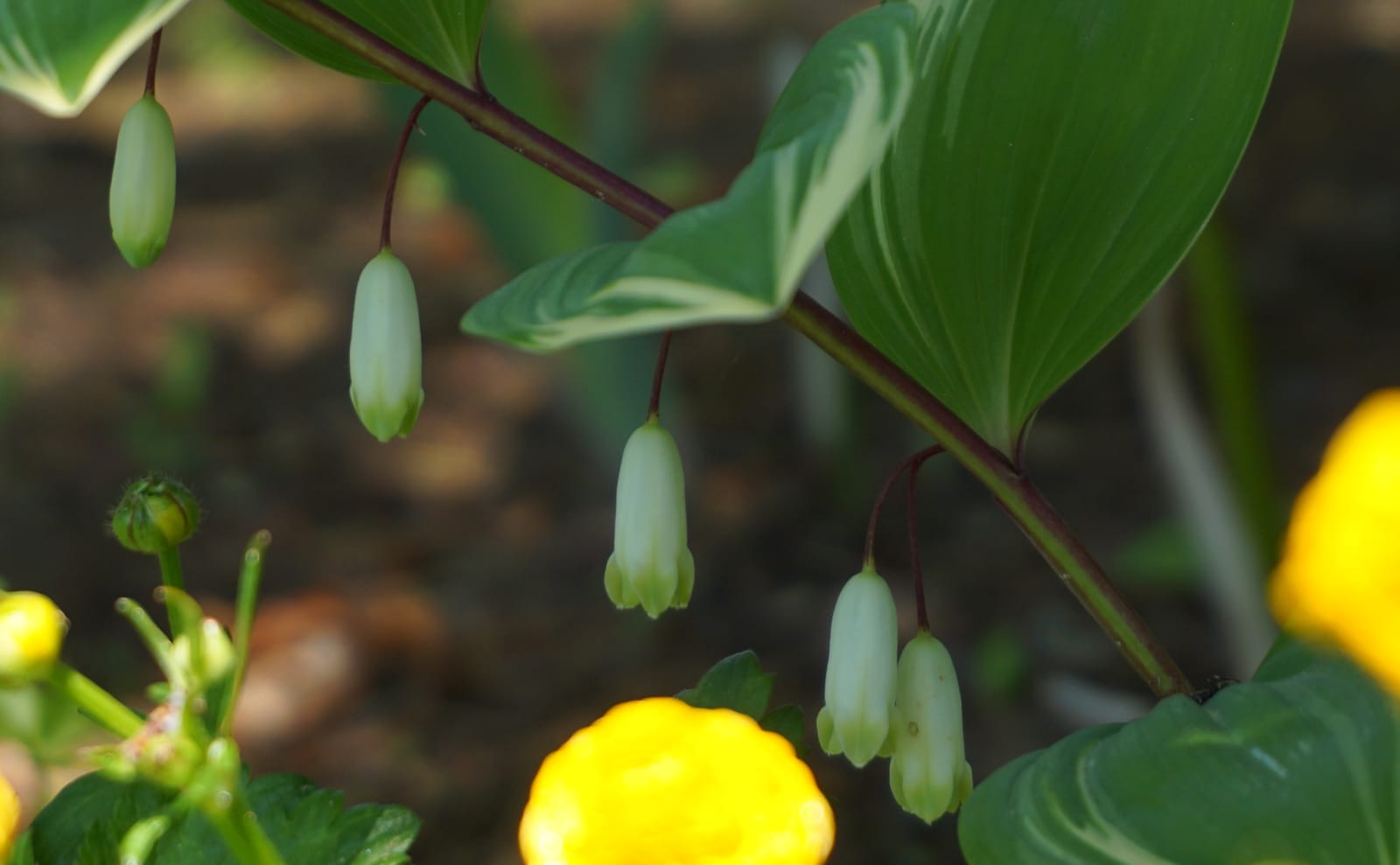 写真：アマドコロの花