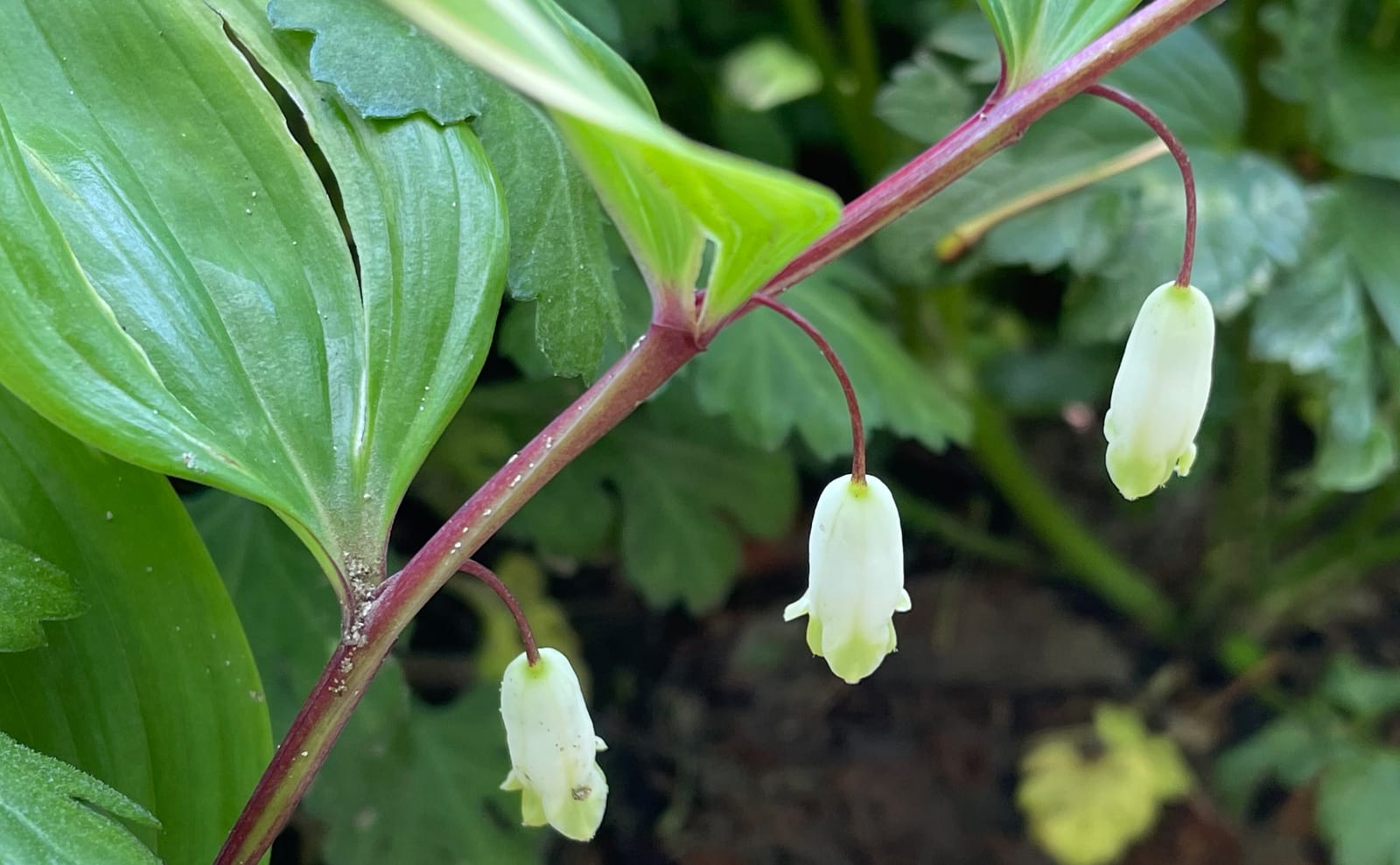 写真：アマドコロの茎