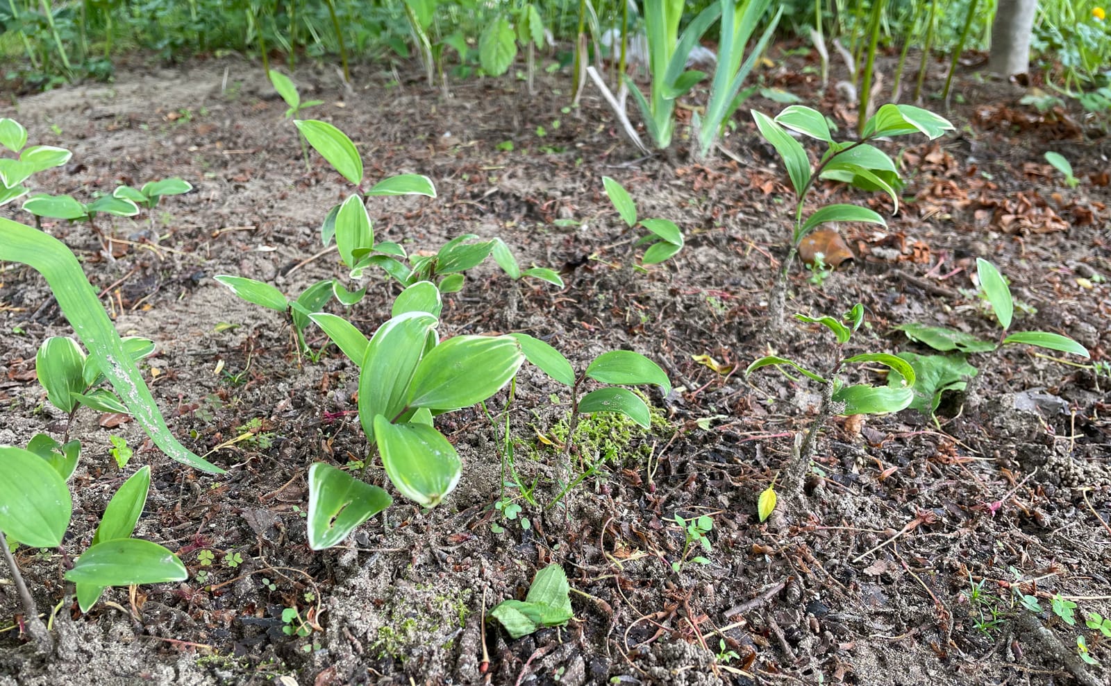 写真：地下茎で伸びるアマドコロ