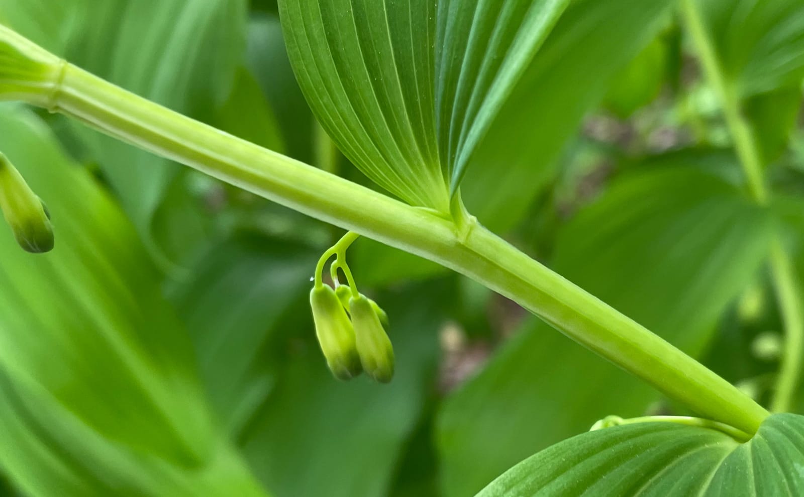 写真：ヤマアマドコロの茎