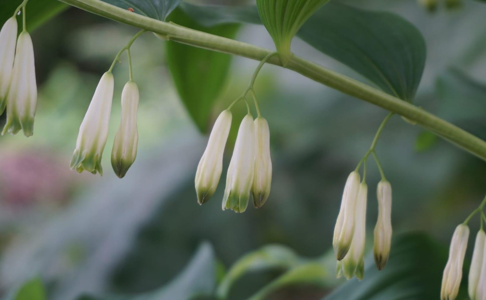 写真：ヤマアマドコロの花