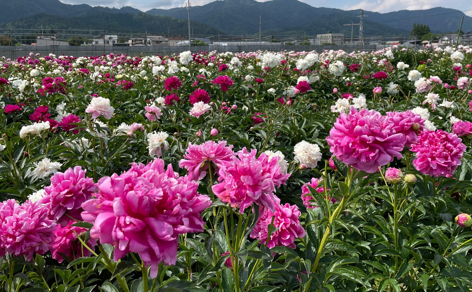 写真：小町芍薬苑のシャクヤク