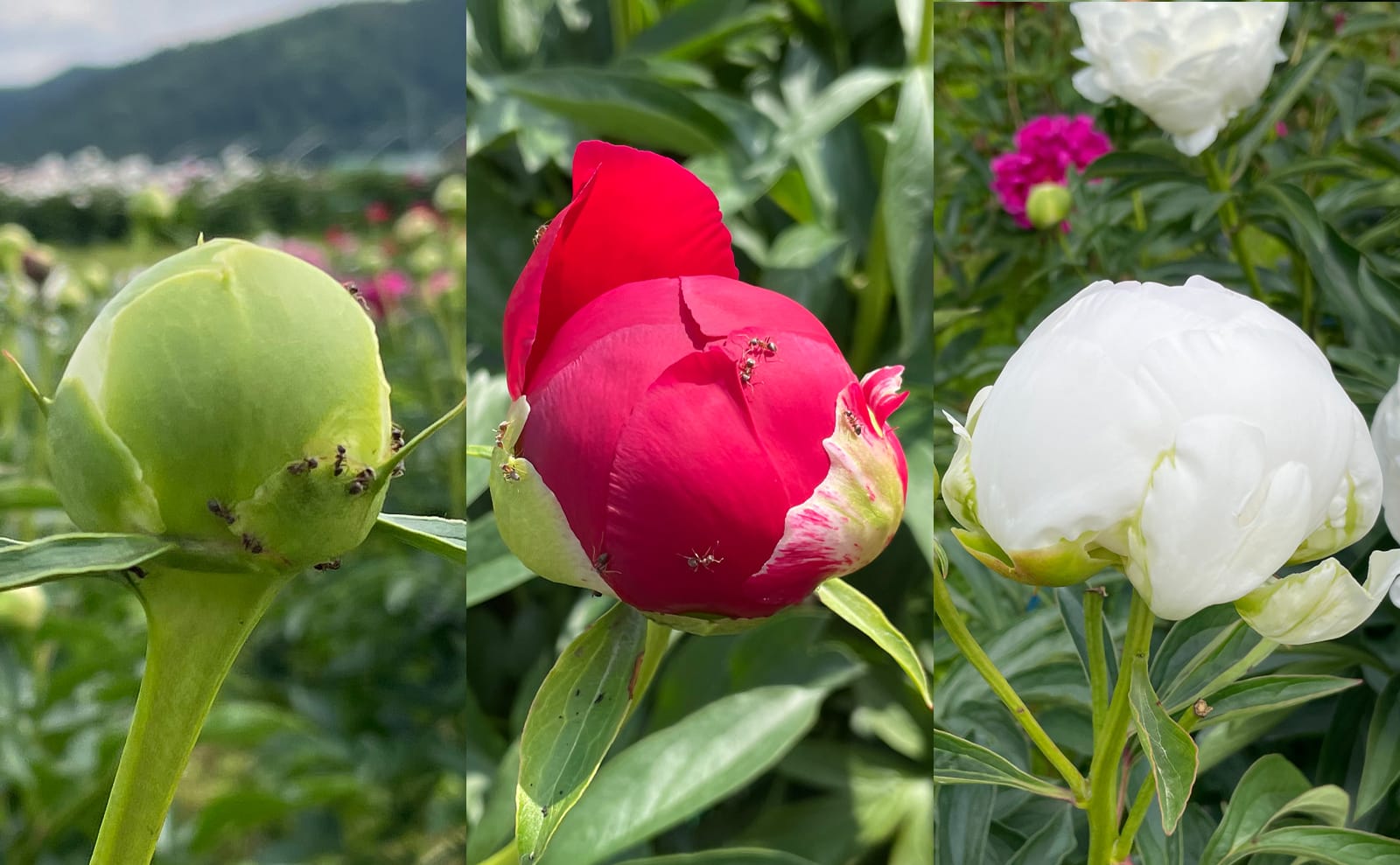 写真：シャクヤクの蕾