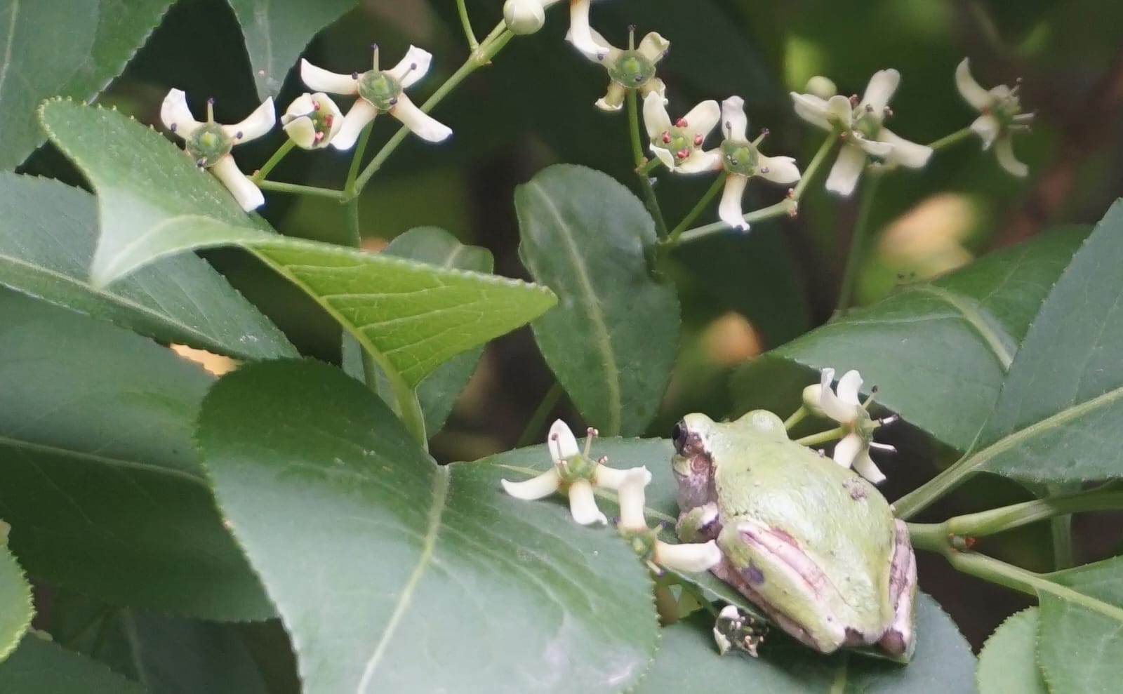 写真：マユミの花02