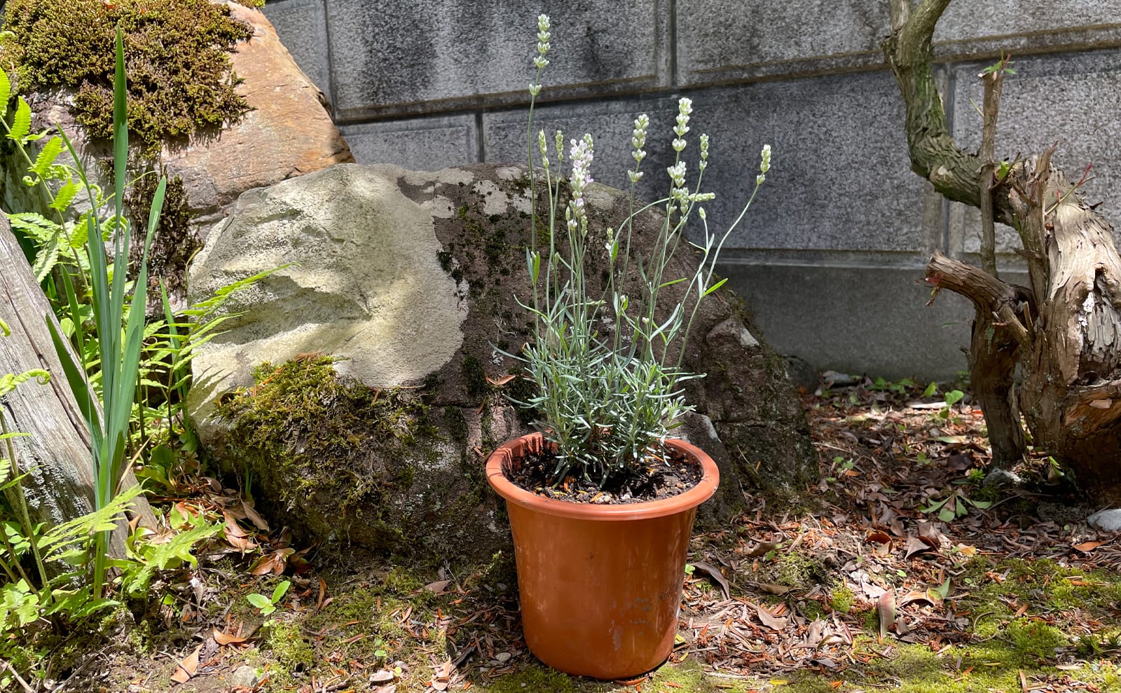 写真：白いラベンダー、三郷雪華02