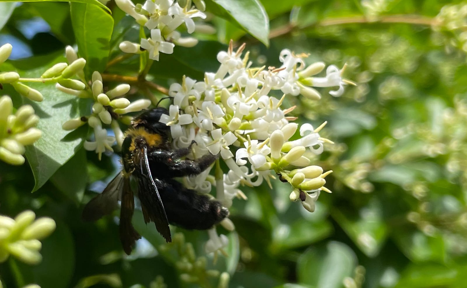 写真：イボタノキの蜜を吸うクマバチ