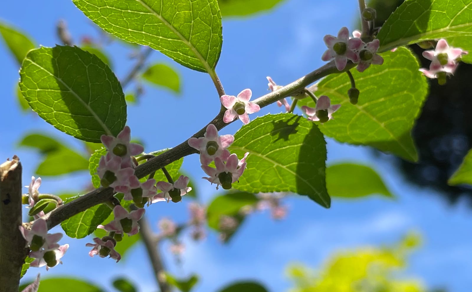 写真：ウメモドキの花