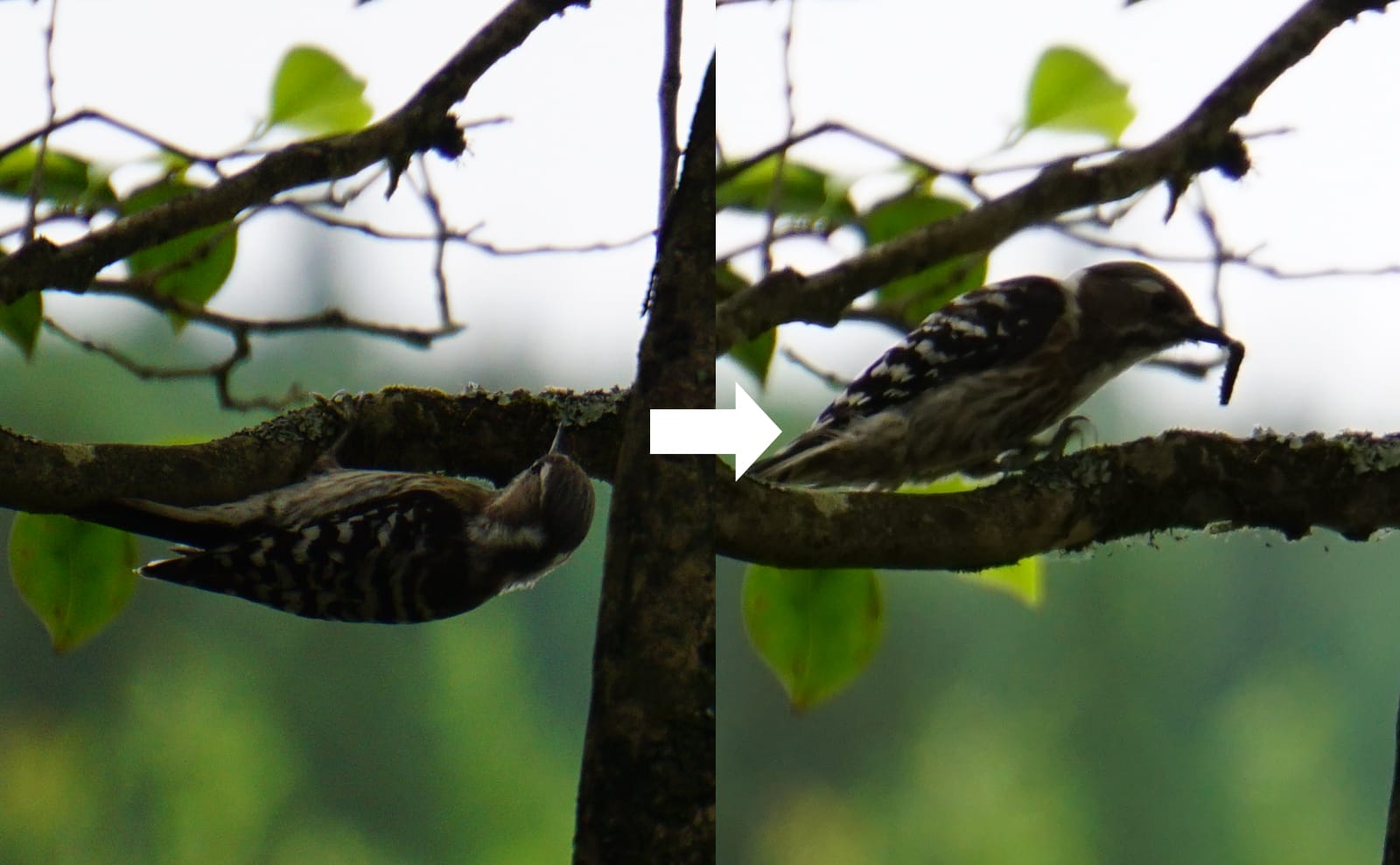 写真：木の枝から虫を取るコゲラ