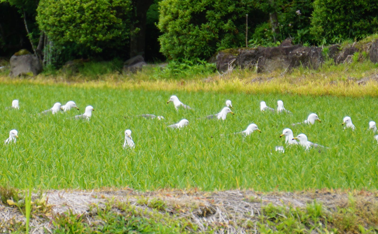 写真：田んぼに群がるウミネコ