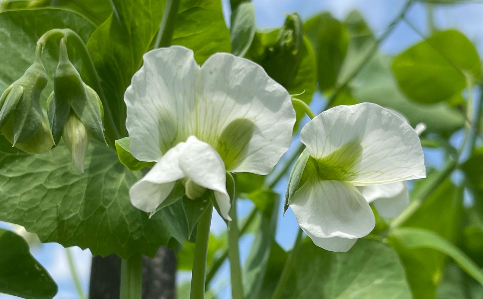 写真：エンドウマメの花