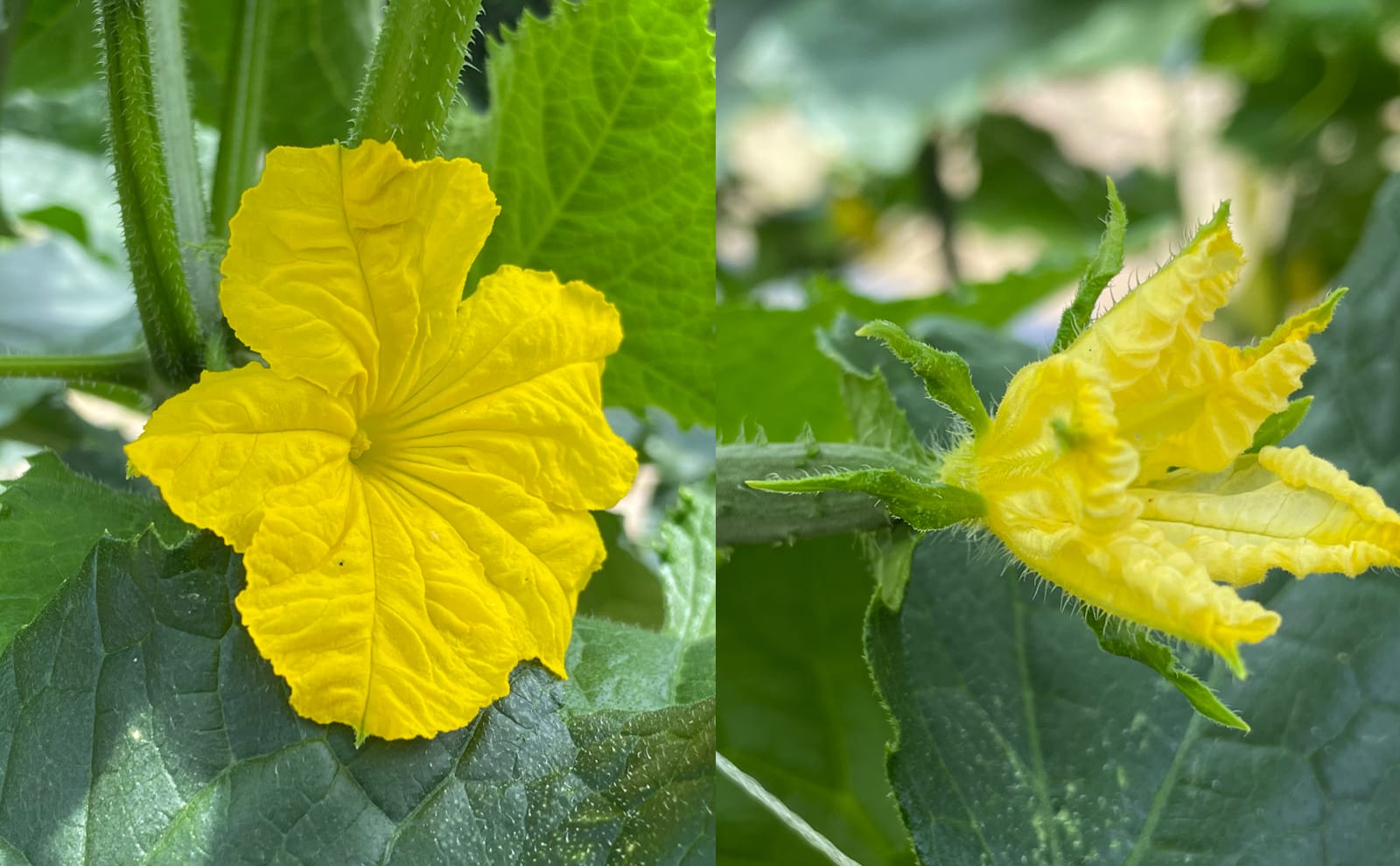 写真：キュウリの雄花（左）と雌花（右）