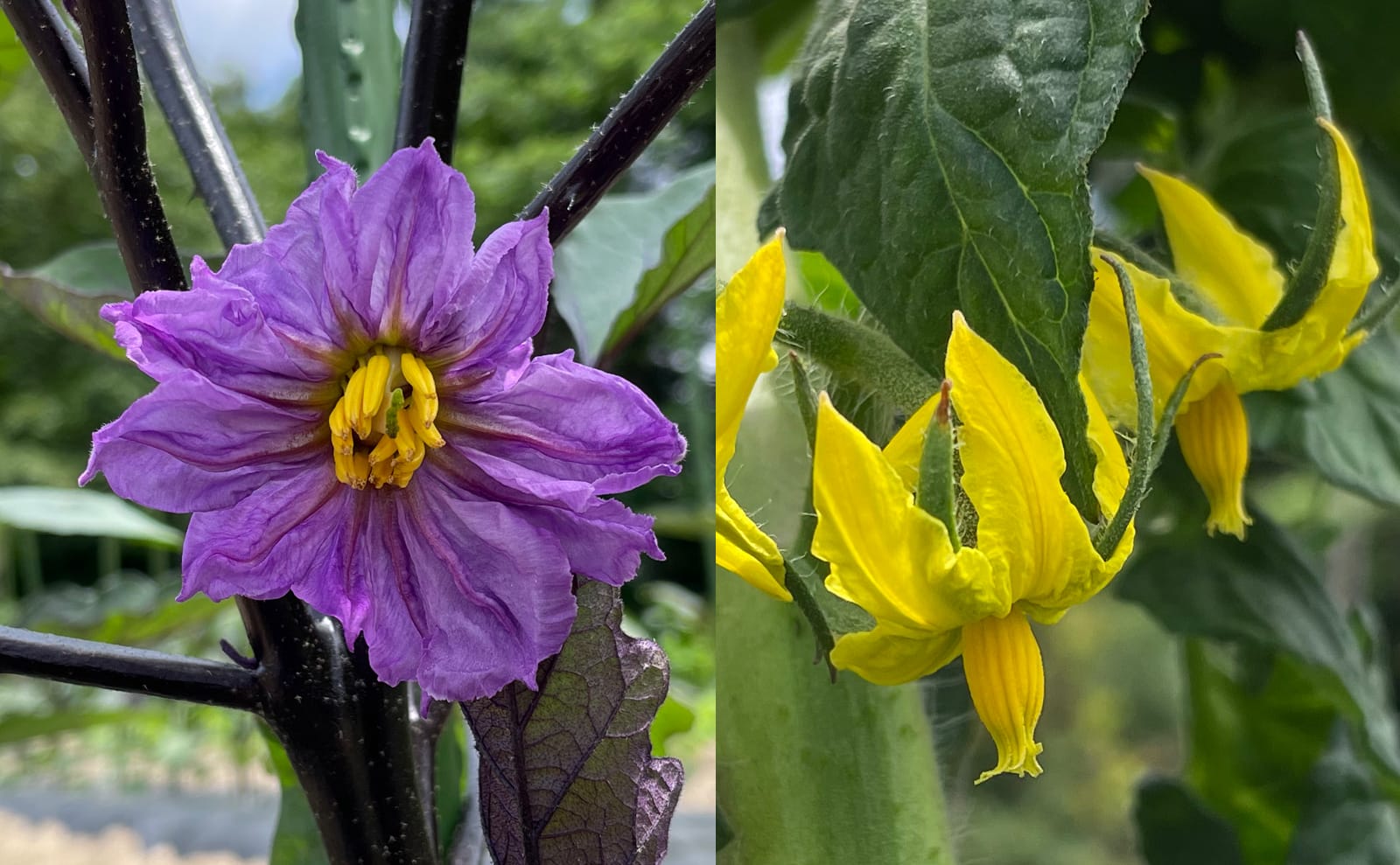 写真：ナスの花（左）とトマトの花（右）