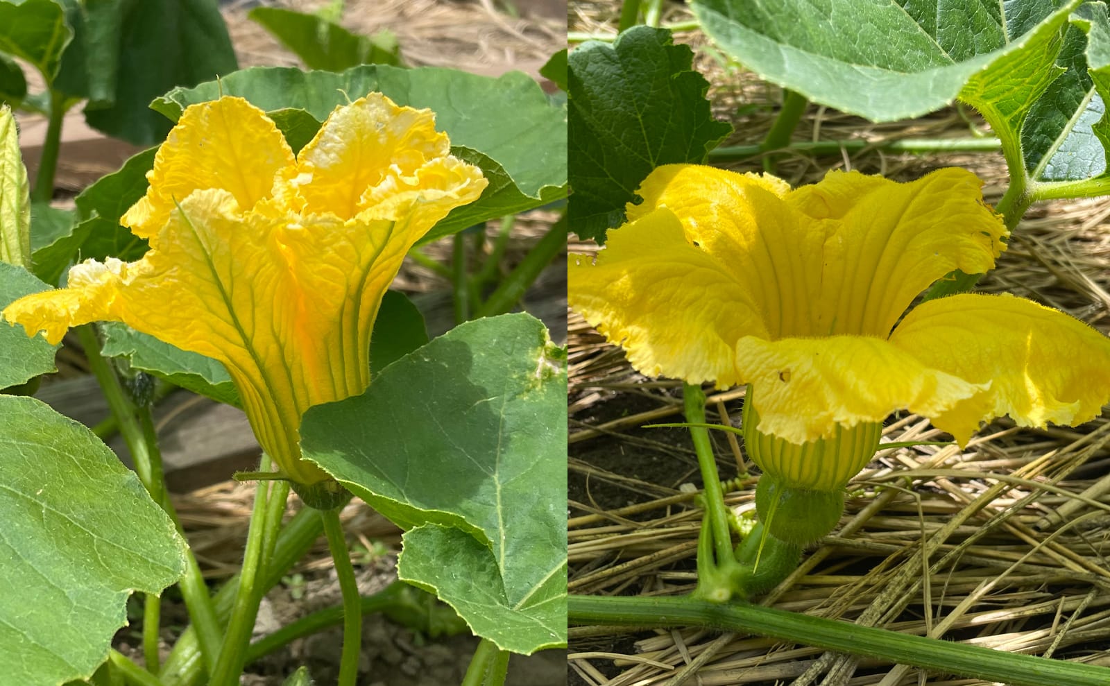 写真：カボチャの雄花（左）と雌花（右）