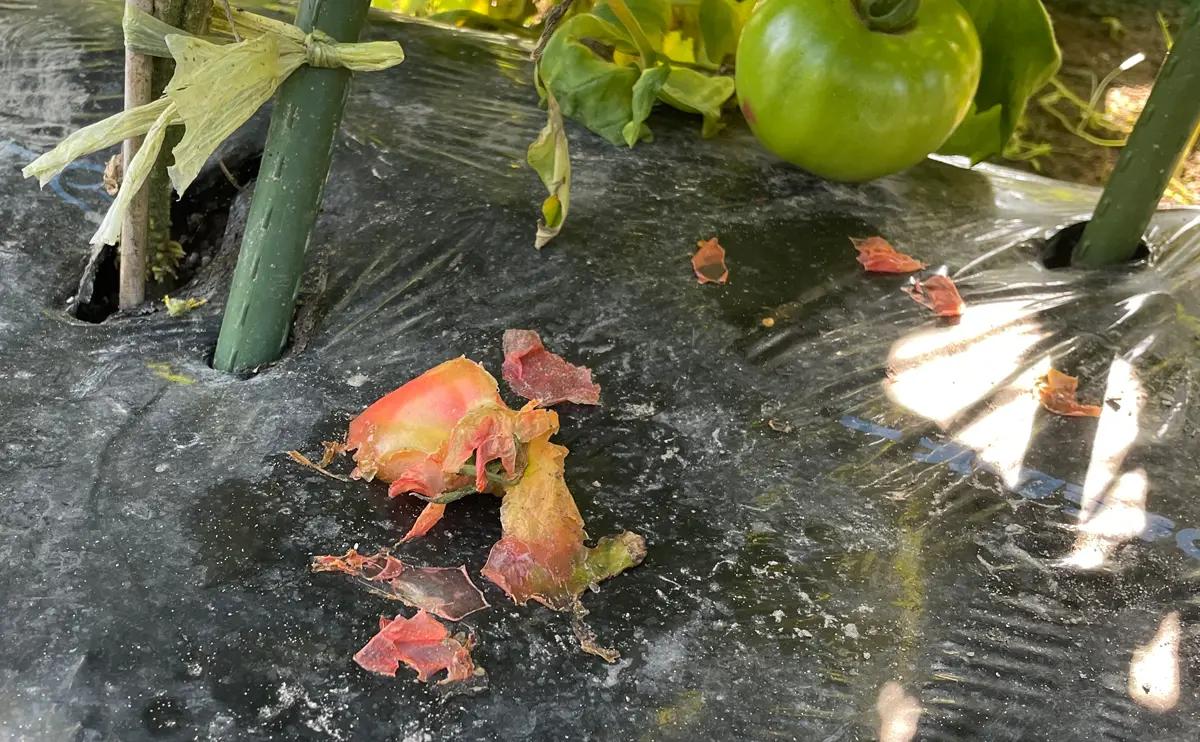 写真：害獣に食べられてしまったトマト