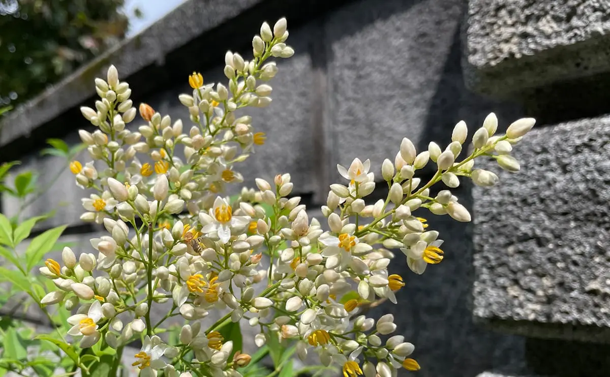 写真：ナンテンの花