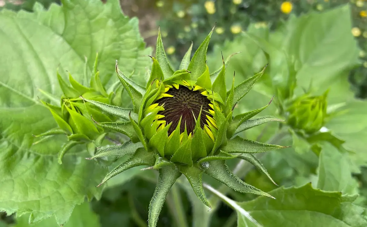 写真：ヒマワリの蕾