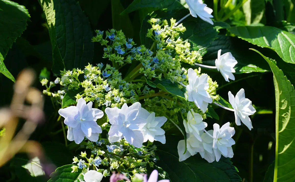 写真：八重咲きのガクアジサイ（品種名：隅田の花火）