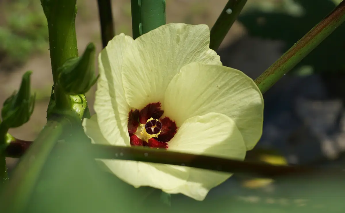 写真：オクラの花