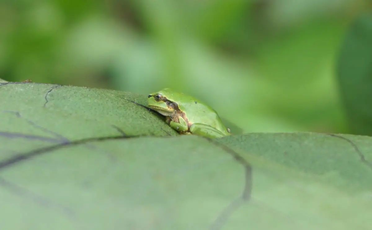 写真：ナスの葉っぱの上に佇むニホンアマガエル