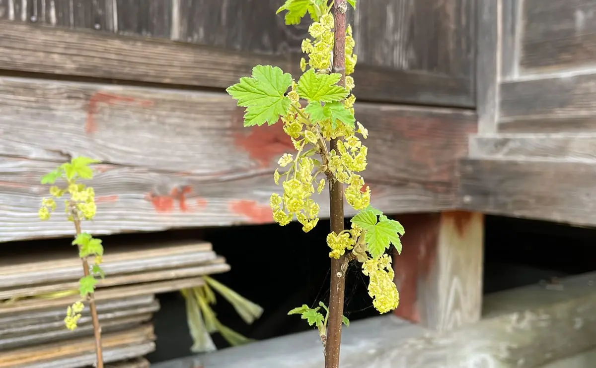 写真：レッドカラントの花