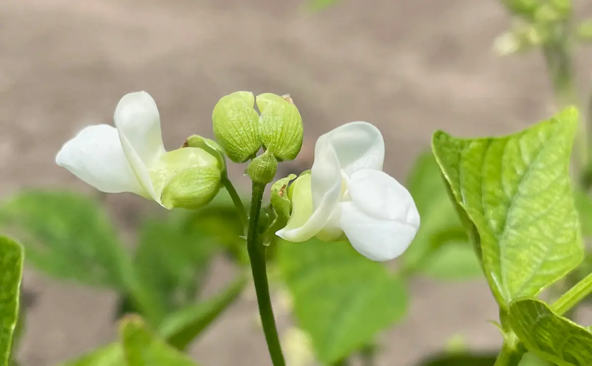 写真：インゲンマメの花