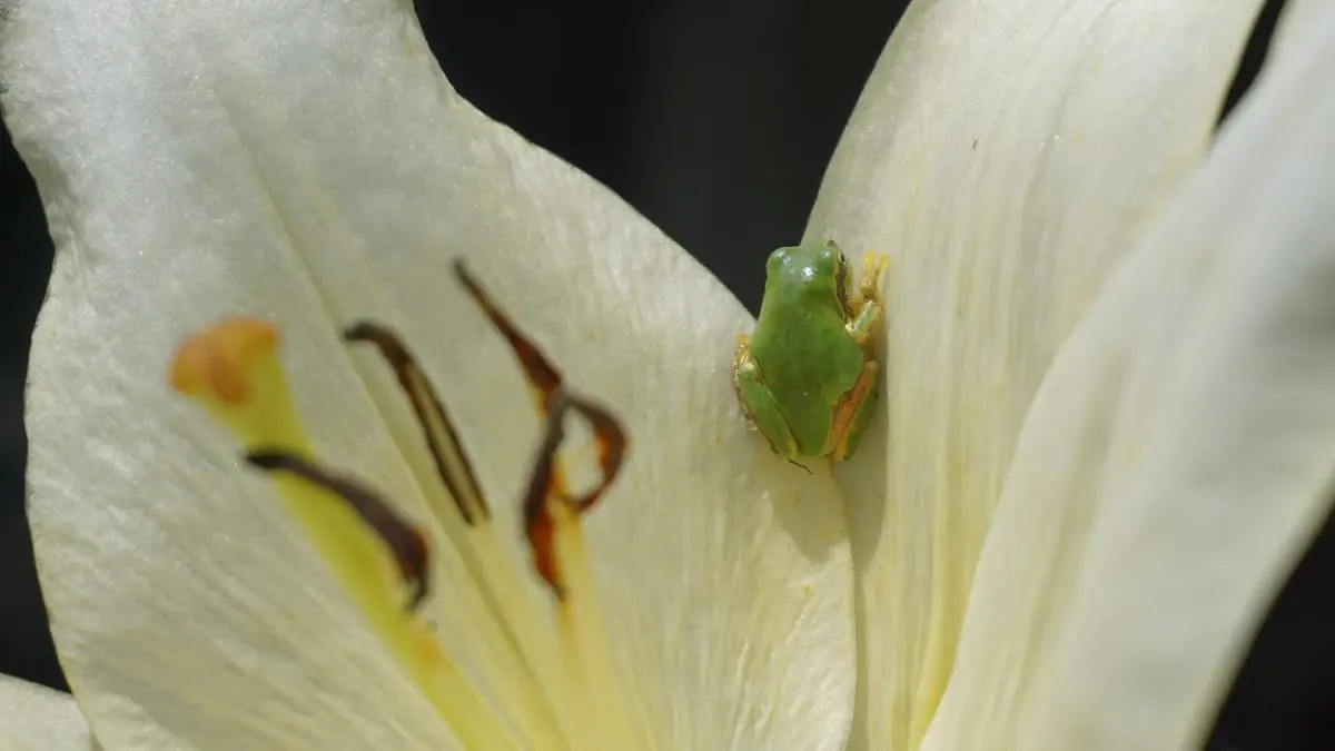 写真：ユリの花に佇むニホンアマガエル