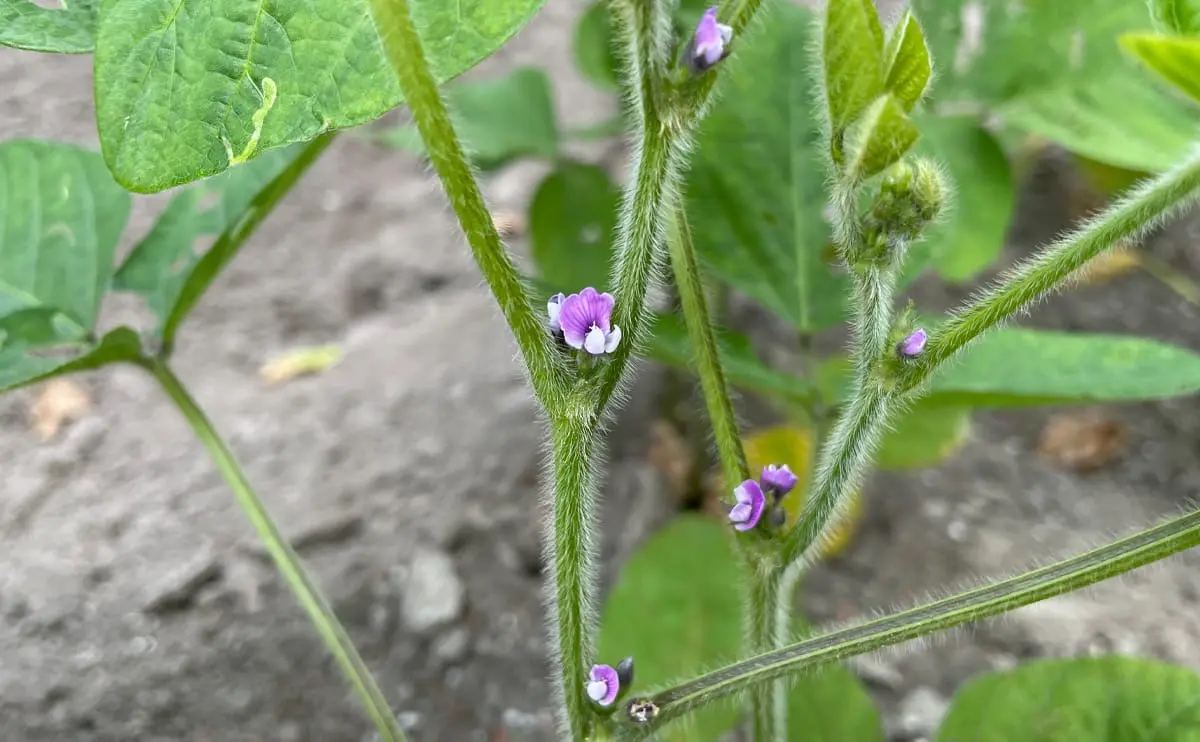 写真：枝豆の花