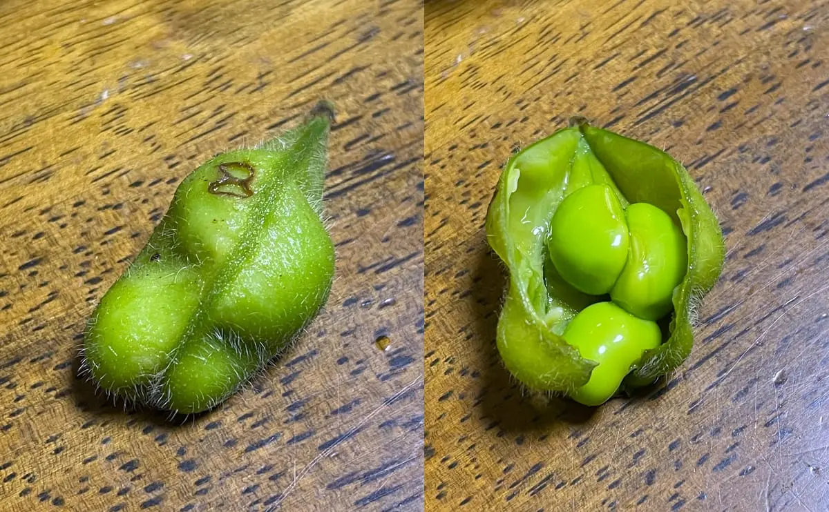 写真：双子の枝豆