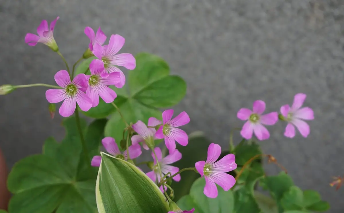 写真：オキザリス